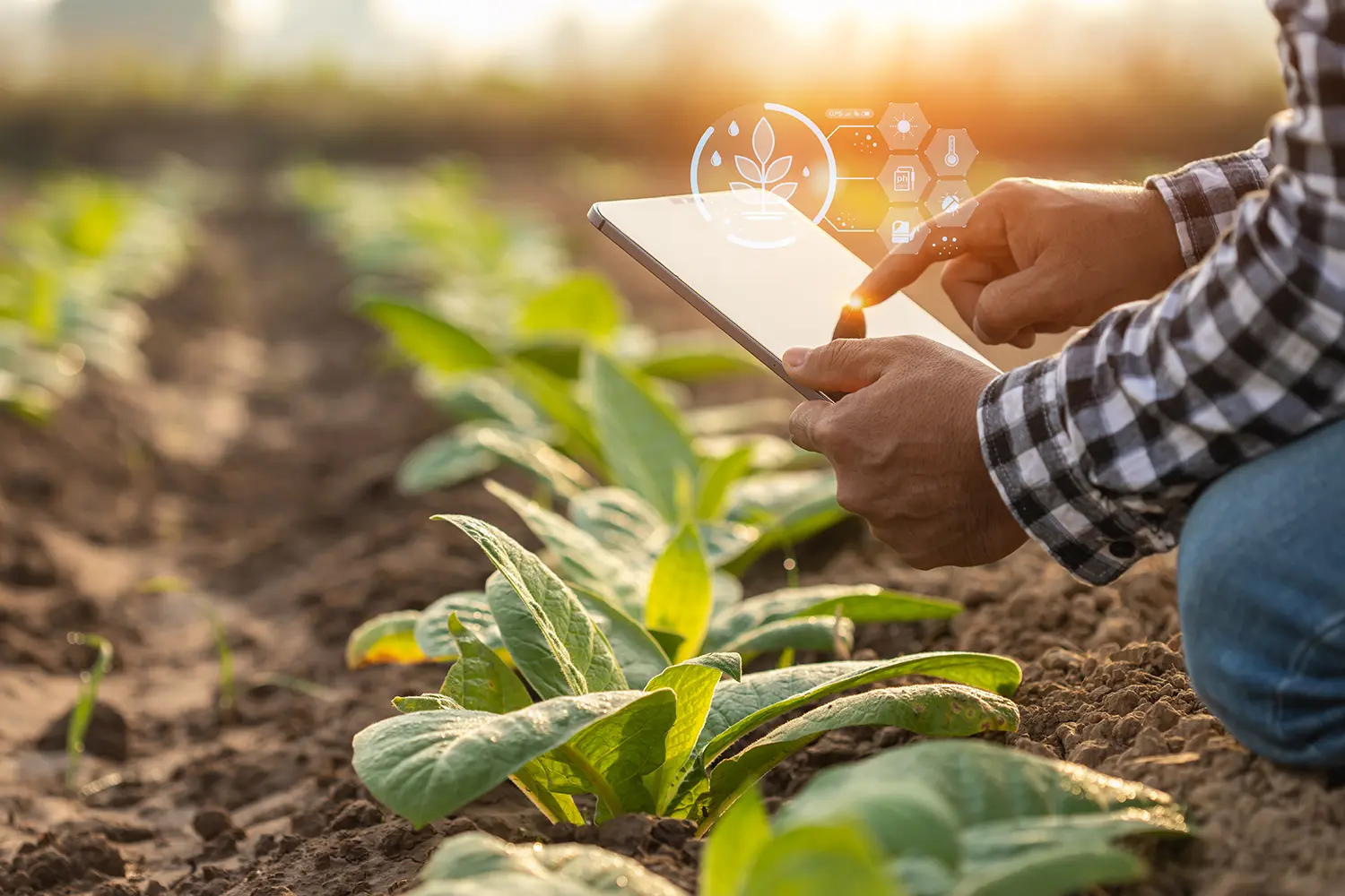 Asian farmer working in the tobacco field. Man is examining and using digital tablet to management, planning or analyze on tobacco plant after planting. Technology for agriculture Concept